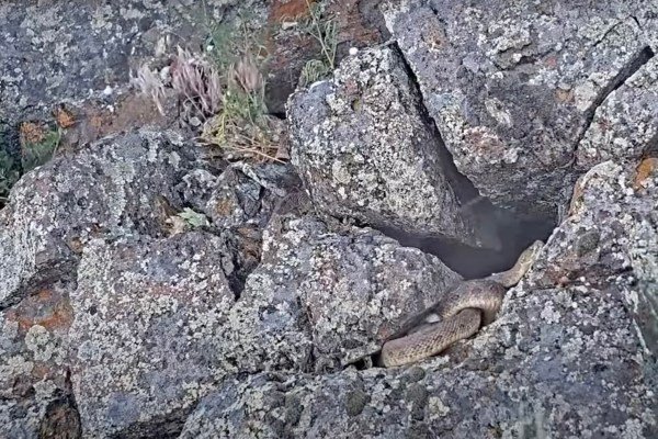Rattlesnake in a hail storm