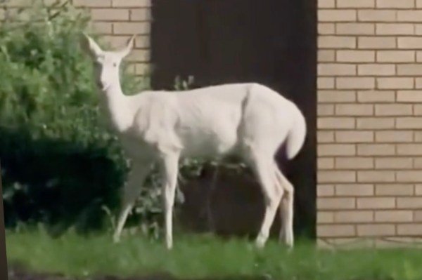 albino deer Detroit