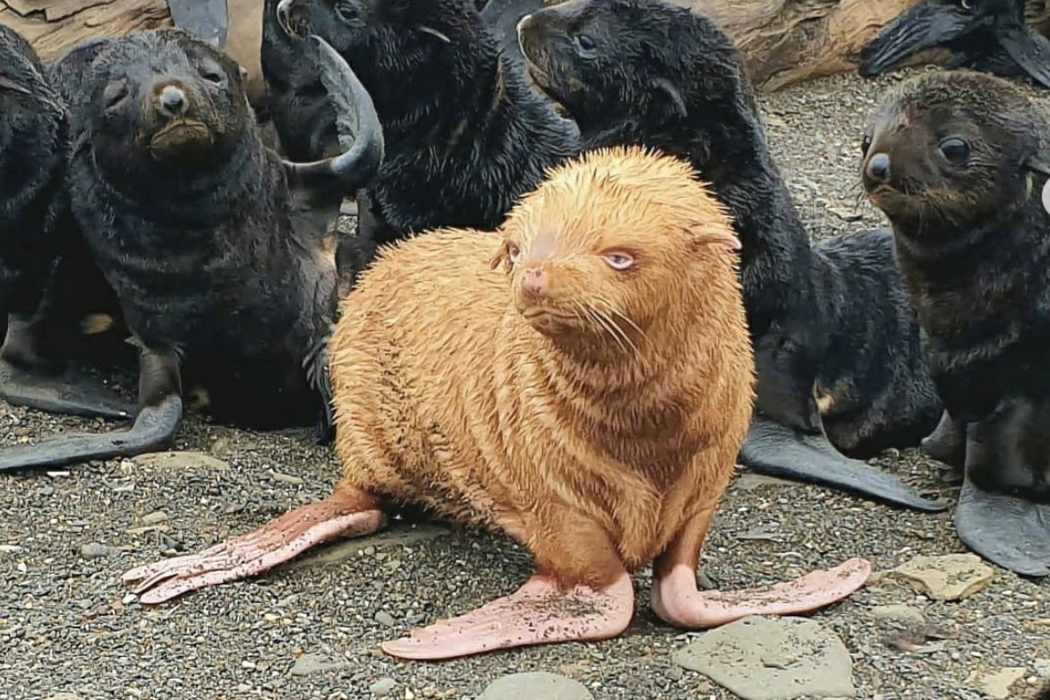 Best Selling Products albino-fur-seal-pup The Web Is Very Nervous About This Albino Fur Seal Pup Blog  