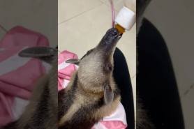 baby anteater drinks from a bottle