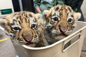 baby tigers minnesota zoo