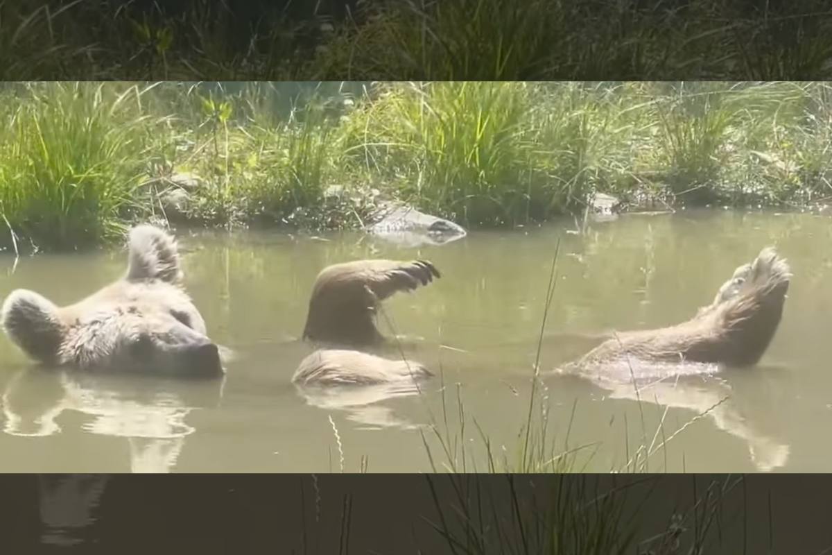 Best Selling Products bear-floats-in-pond Rescued Bear Has No Cares within the World as She Floats in a Pond Blog  