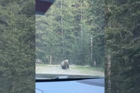 bear-moose chase