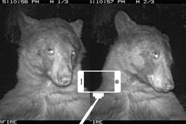 bear selfie