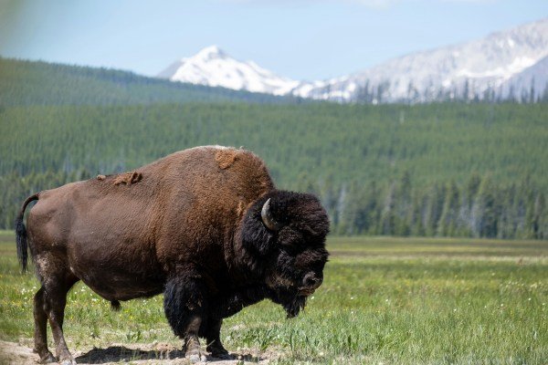 bison gored woman Yellowstone