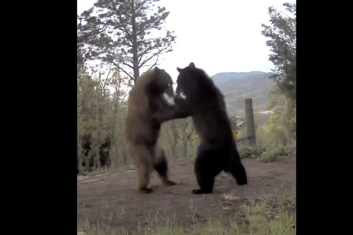 Best Selling Products black-bear-vs-black-bear Black Bear vs. Black Bear Caught on Path Cam in Colorado Blog  