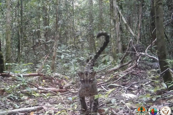 clouded leopard family footage