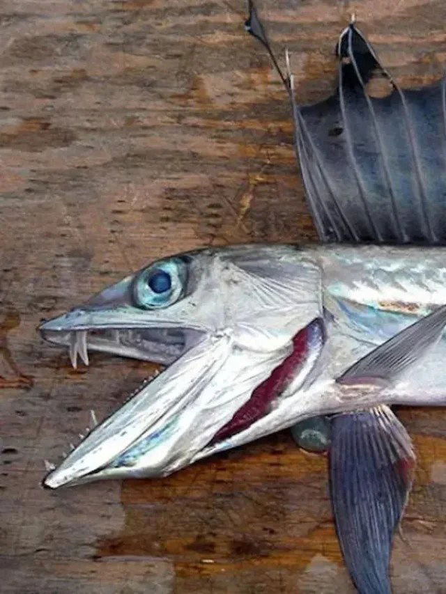 lancetfish-cover