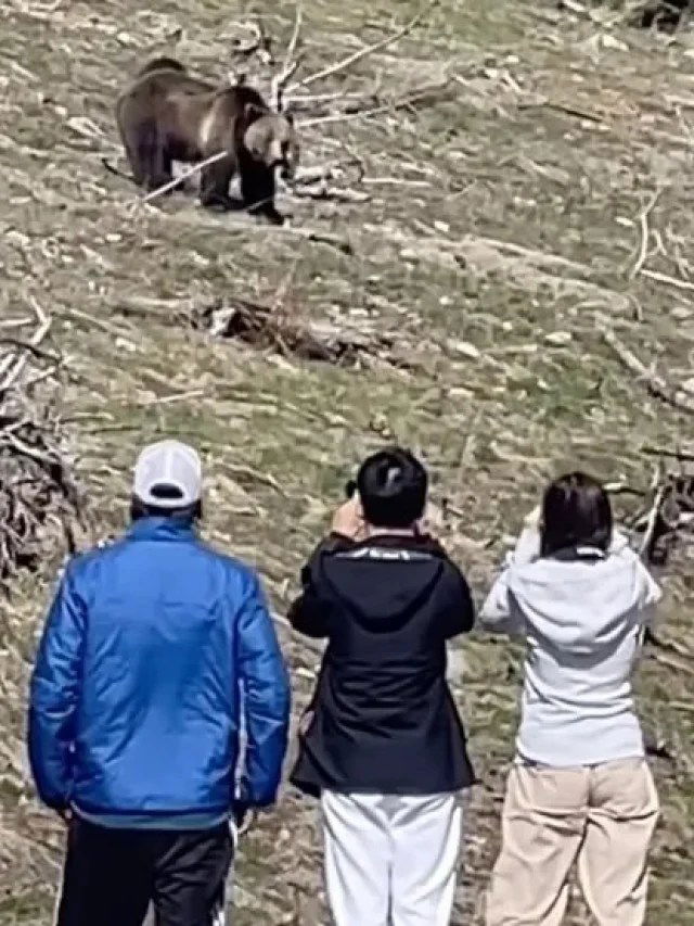 too-close-to-a-grizzly