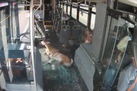 deer crashes into bus