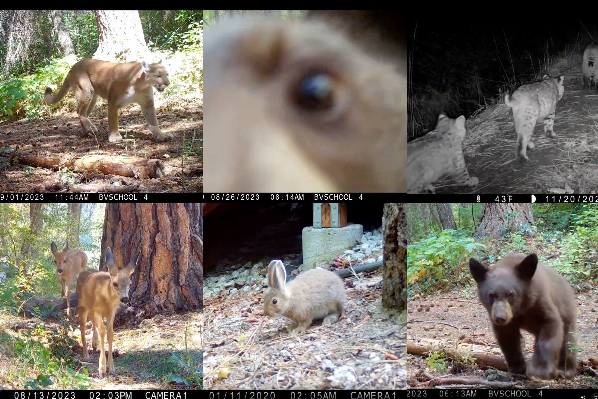 Best Selling Products elementary-students-trail-cameras Healthful Story Alert: Elementary College students Be taught About Wildlife by way of Path Cams Blog  