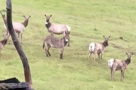 elk herd adopts donkey