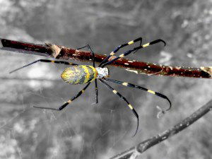 giant joro spider invasion