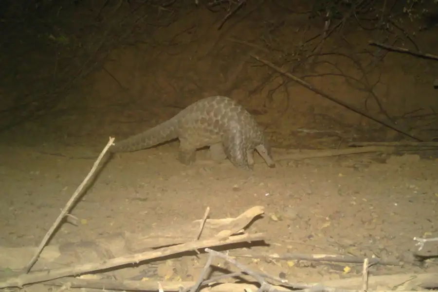 Surprising ‘Rediscovery’: Rare Giant Pangolin Caught on Trail Cam ...