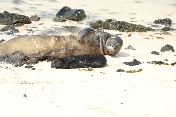 hawaiian monk seal pup