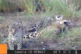 jaguar cubs wrestle on trail cam