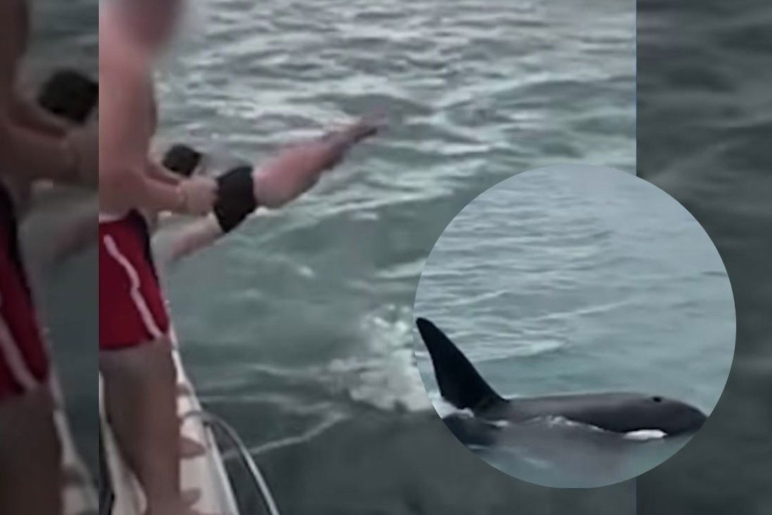 Best Selling Products man-body-slams-orca-2 Man Tries to Physique Slam an Orca, Will get Fined for ‘Silly Habits’ Blog  