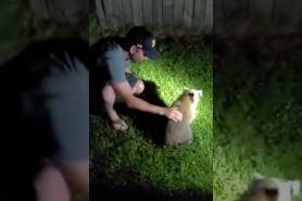 man saves choking raccoon