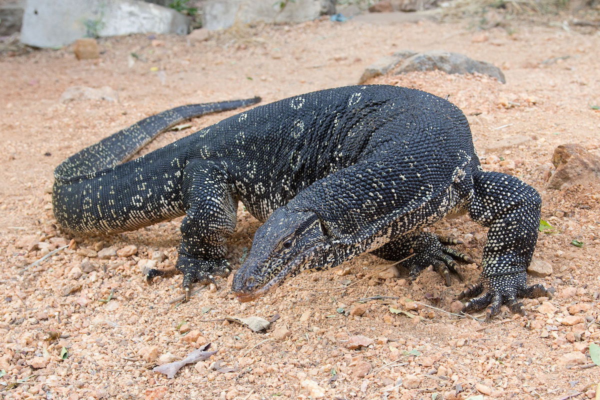 'Stay in the Car': Mom and Daughter Spot Massive Invasive Lizard