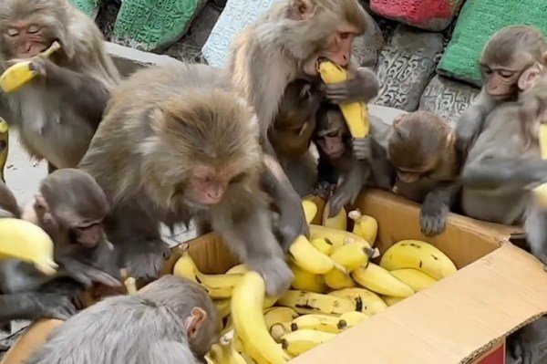 monkeys eating bananas