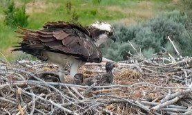 baby osprey live cam
