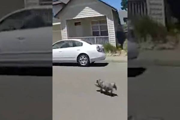 police chase pig