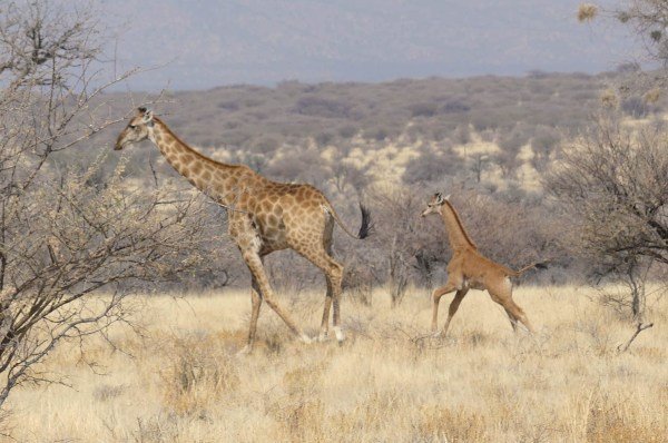 rare spotless giraffe