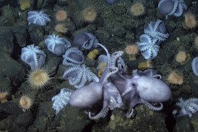 real-life Octopus garden