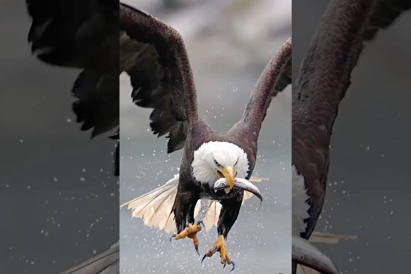 slow-motion video of bald eagle on the hunt