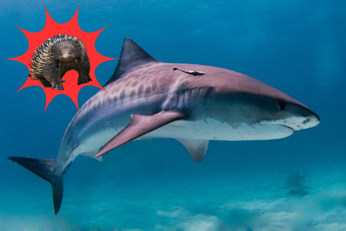 Best Selling Products tiger-shark-barfed-echidna-cover Researchers Baffled After Tiger Shark Barfs up Total Echidna Blog  