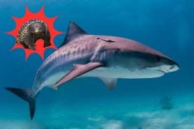 tiger shark barfed echidna cover