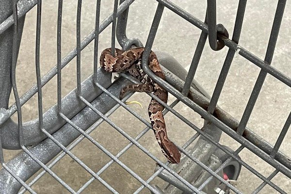 venomous snake in Walmart cart