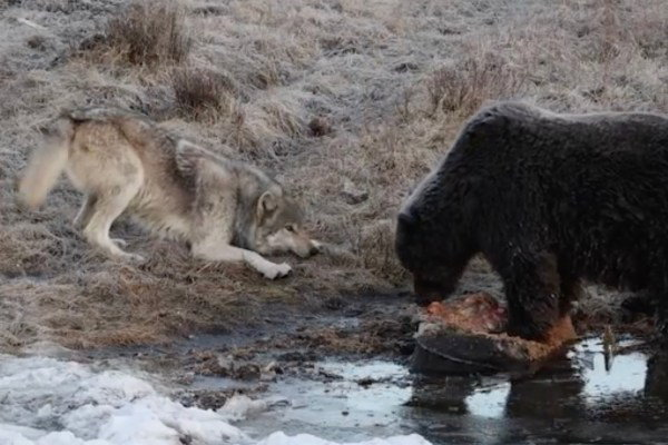 wolf wants a bite of grizzly bear's meal