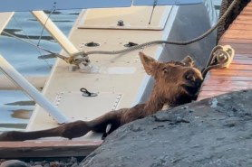 baby moose gets stuck