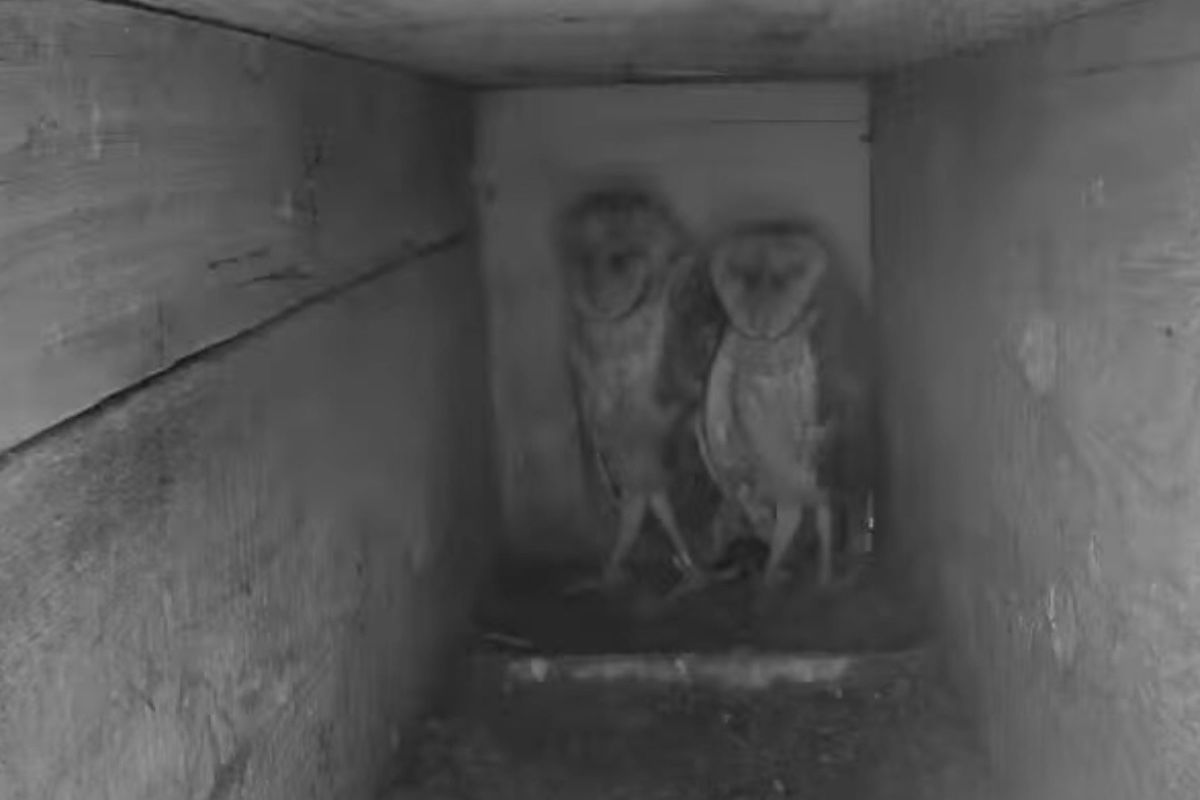 Best Selling Products barn-owl-live-cam These Barn Owls Grew to become Too Well-known for Their Personal Good Blog  