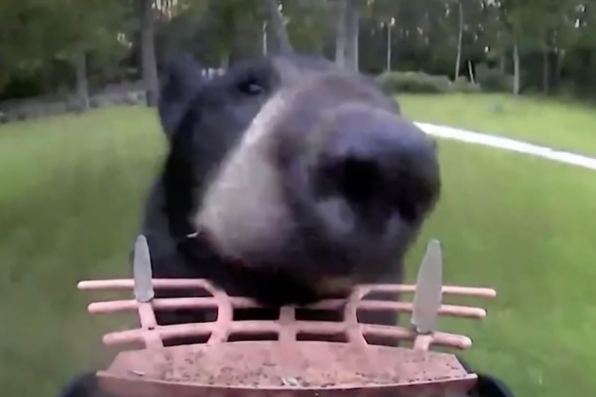 bear steals bird feeder Maine