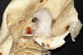 baby bird in a tortilla