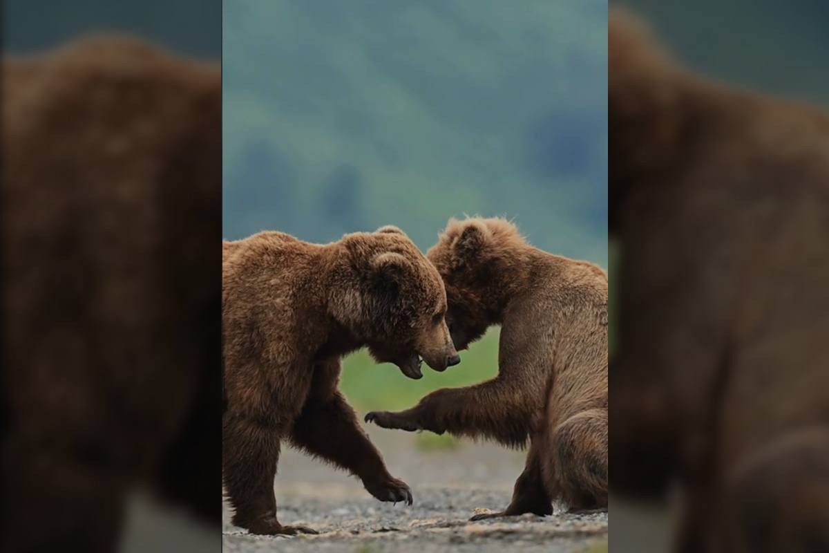 Best Selling Products brown-bear-cubs-playing Wildlife Photographer Captures Play Time Between Younger Grizzlies Blog  