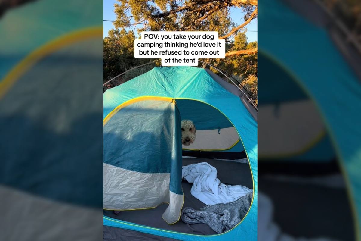 Best Selling Products dog-hates-camping Viral TikTok Reveals Canine Proprietor Realizing Her Pup Truly Hates Tenting Blog  