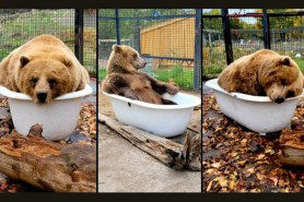 grizzly bear in a clawfoot tub