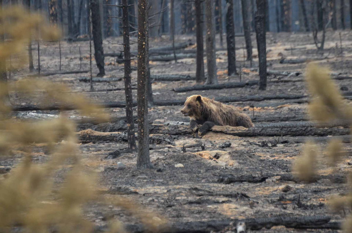 Best Selling Products grizzly-family-survives-jasper-wildfires Beloved Grizzly Bear Household Secure Amid Devastating Jasper Wildfire Blog  