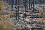 grizzly family survives jasper wildfires