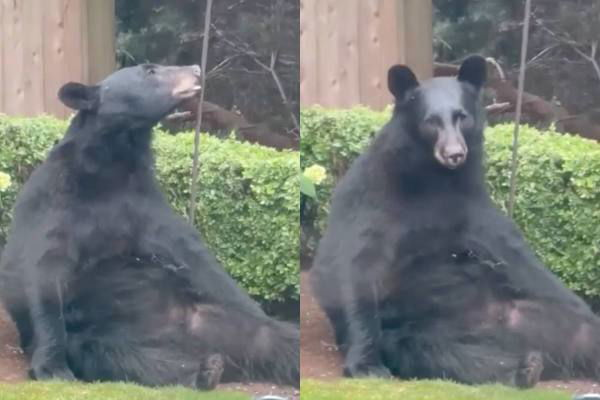 massive black bear washington