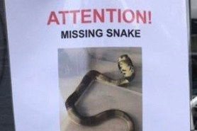 venomous snake hoax