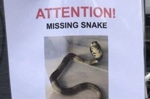 venomous snake hoax
