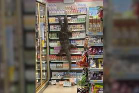 monitor lizard climbs shelves Thailand