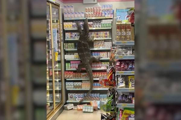 monitor lizard climbs shelves Thailand