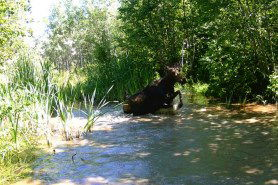 moose frolics in the water