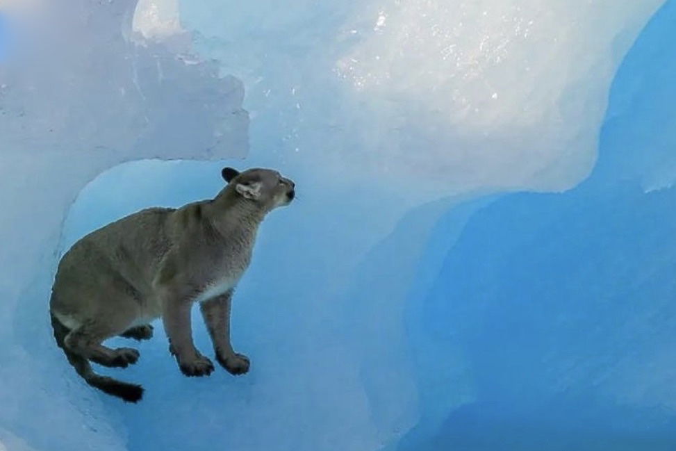 Best Selling Products mountain-lion-on-an-iceberg-2 Attractive, Stunning Photographs of a Mountain Lion on an Iceberg Blog  