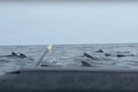 ocean rower swarmed by whales